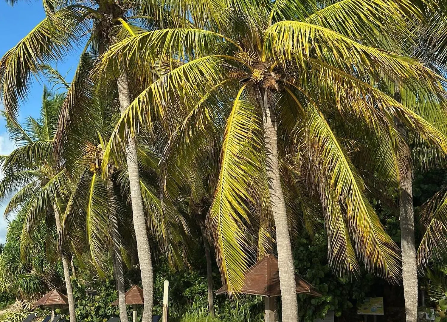 Studio Mahana En Bord De Mer Sainte-Anne  Guadeloupe
